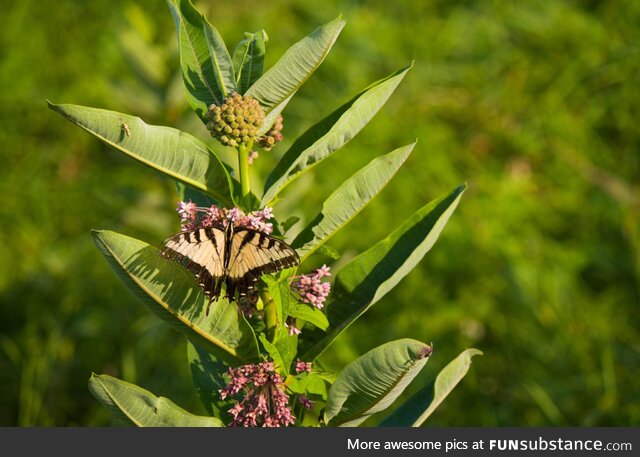 Swallowtail butterfly (oc)