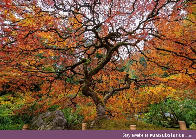 This trippy tree in fall