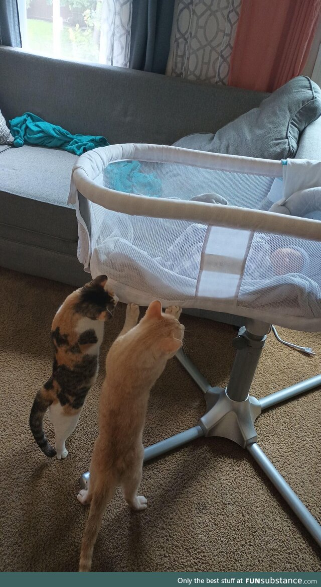 Brought newborn home. Cats checking her out