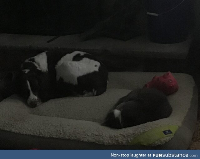 One day a long while back the cat decided to claim that corner of the dogs bed for her