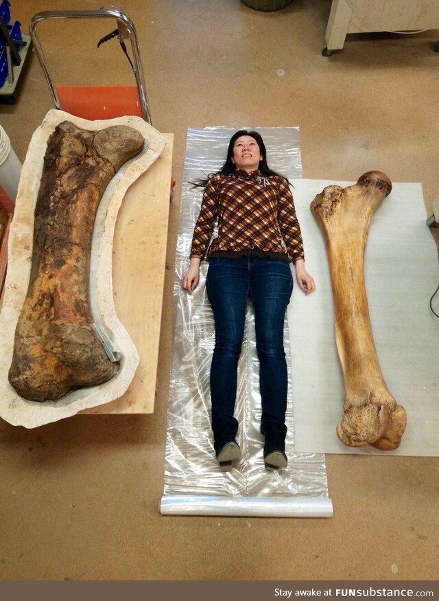 Femur of a Triceratops on the left and an African giant elephant on the right