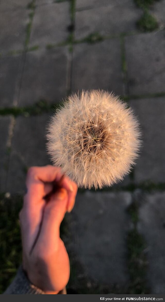 Make a wish