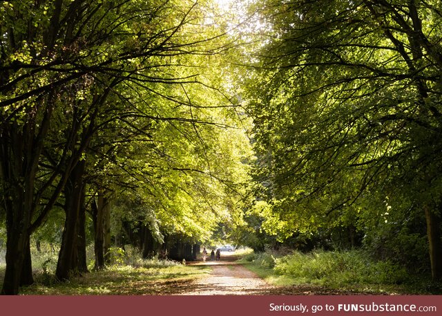 The woodland pathway