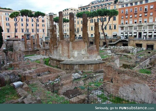 The place where Julius Caesar was murdered is now a sanctuary for cats