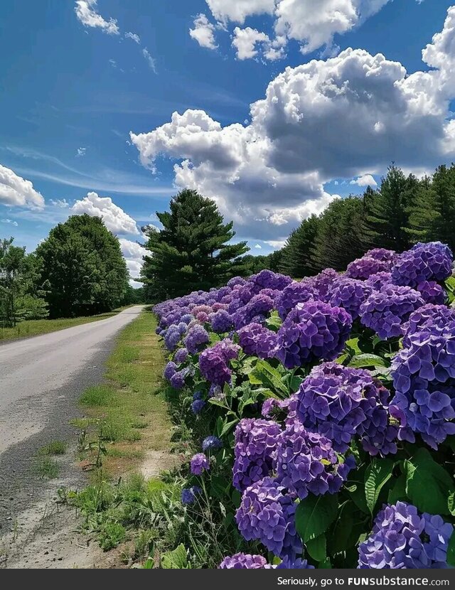 Hydrangeas in full bloom