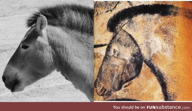 Left: Photo of a horse. Right: Drawing of a horse made 30 000 years ago in Chauvet cave