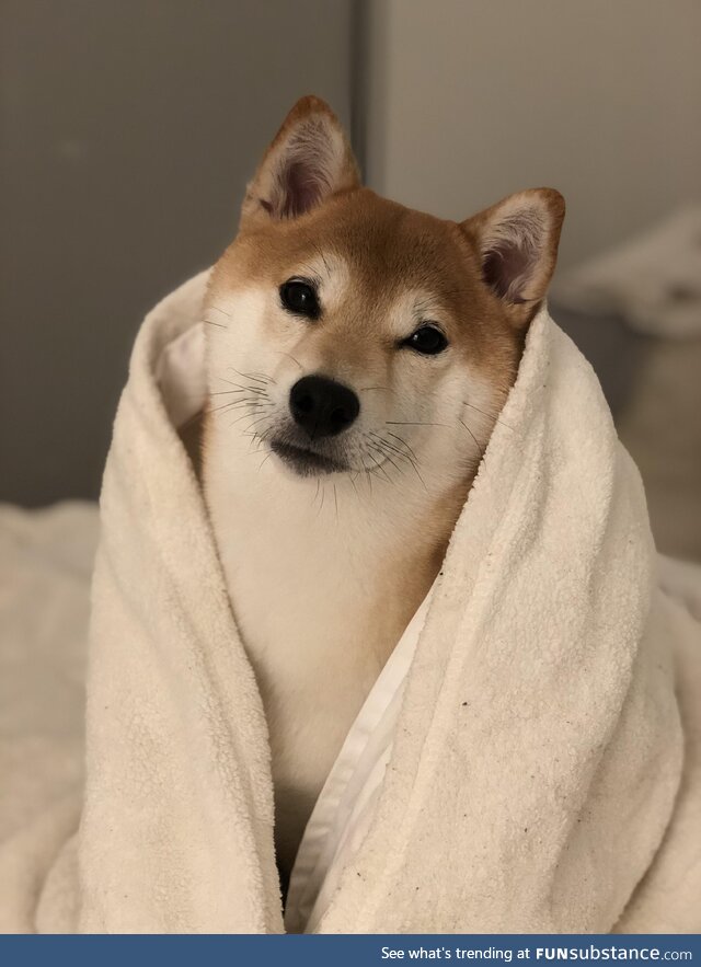 [OC] My shiba about to go to sleep for the night