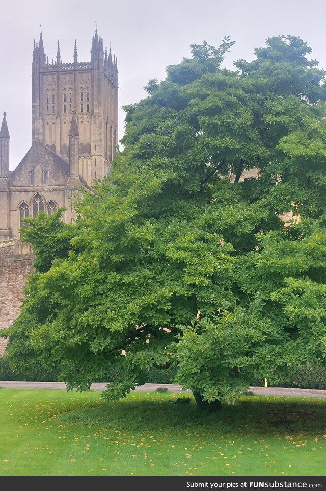 Wells cathedral