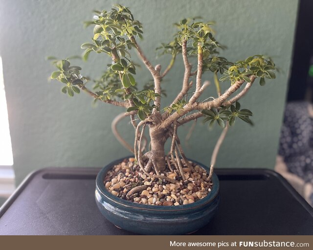 Couldn’t upload on other subs so here is my first Bonsai! Waited almost 30 years