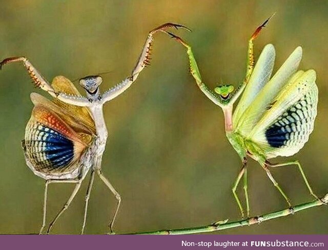 Yaying mantises