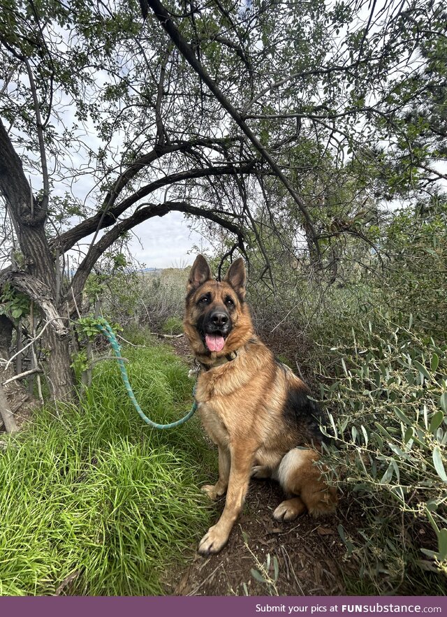 Cute photo of my dog at a park