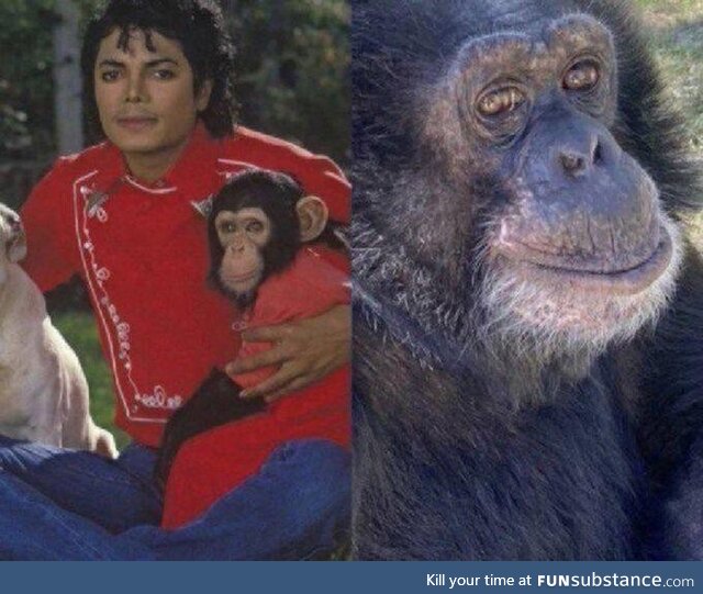 Bubbles, MJ's chimpanzee, celebrated his 40th birthday this past year. MJ adopted it in