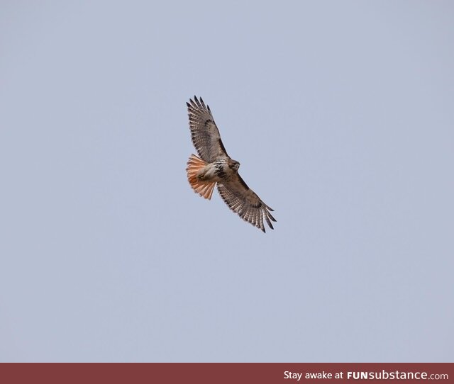 Red tailed Hawk, Ny