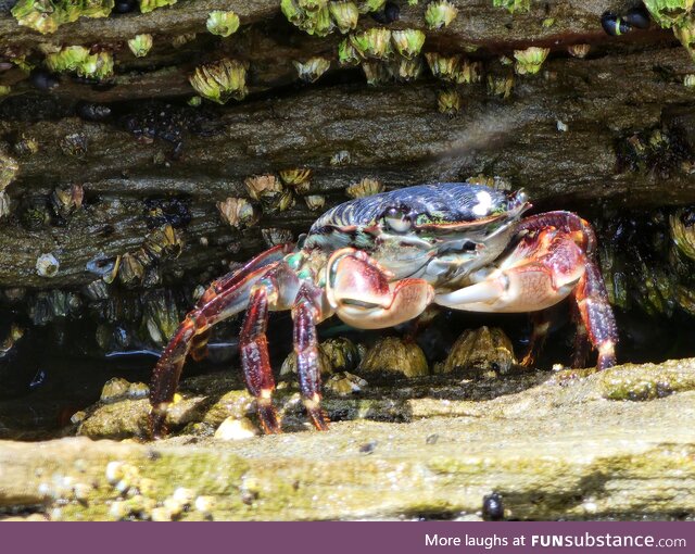 A bright little crab in Otter Rock, OR ;[OC] no filters, Samsung S22 Ultra