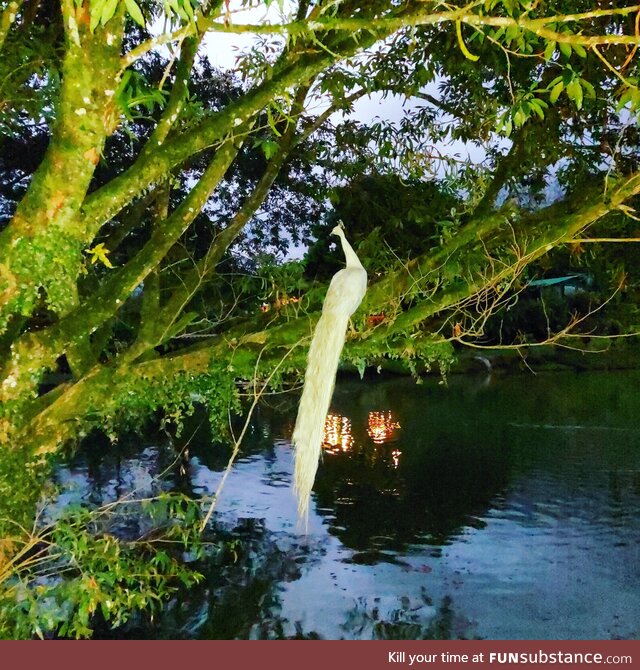 This white peacock though