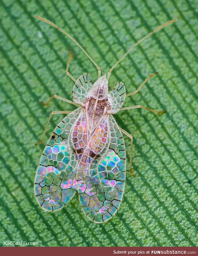 Lace bug (Stephanitis typicus) looks like stained glass