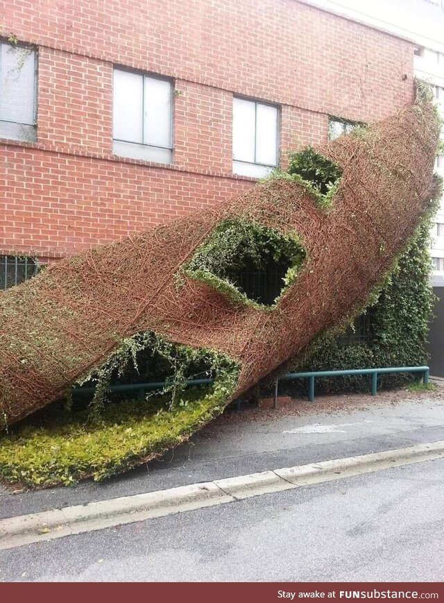 A thick cover of ivy, being pulled off a building