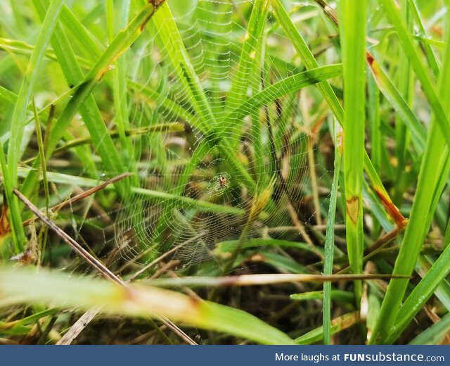 Tiny spider hiding his tiny web in the grass. Watch your step! [OC]