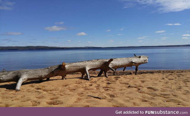 Log creature returns to the lake