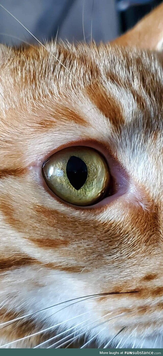 [OC] His eye! My gorgeous kitty