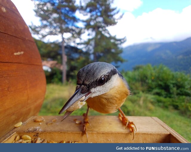 [oc] eurasian nuthatch, switzerland