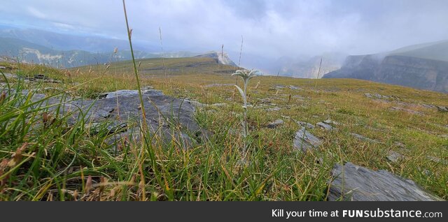 Edelweiss at 3000m, Pyrenees, Huesca