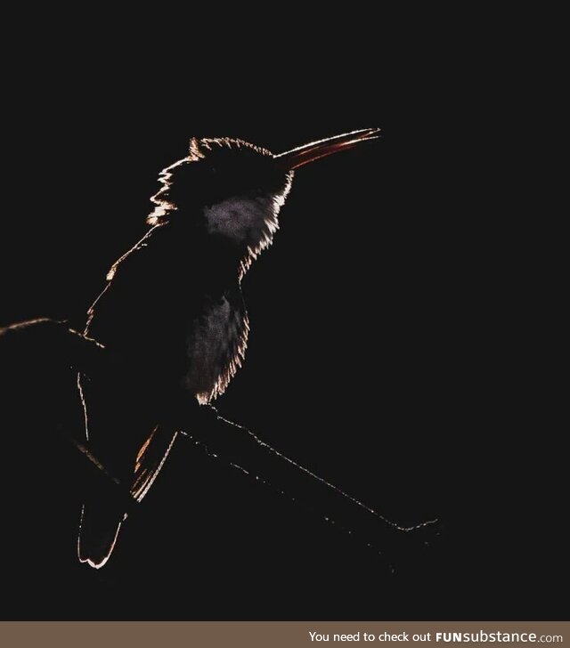 I love this picture I got of a bird in the moonlight