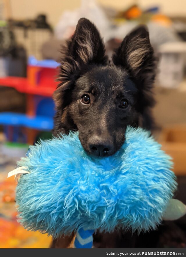 My dog and his Favorite Toy