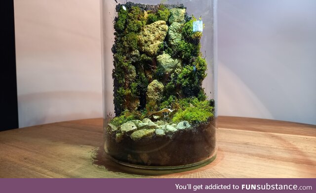 [OC] A picture of the terrarium I made yesterday