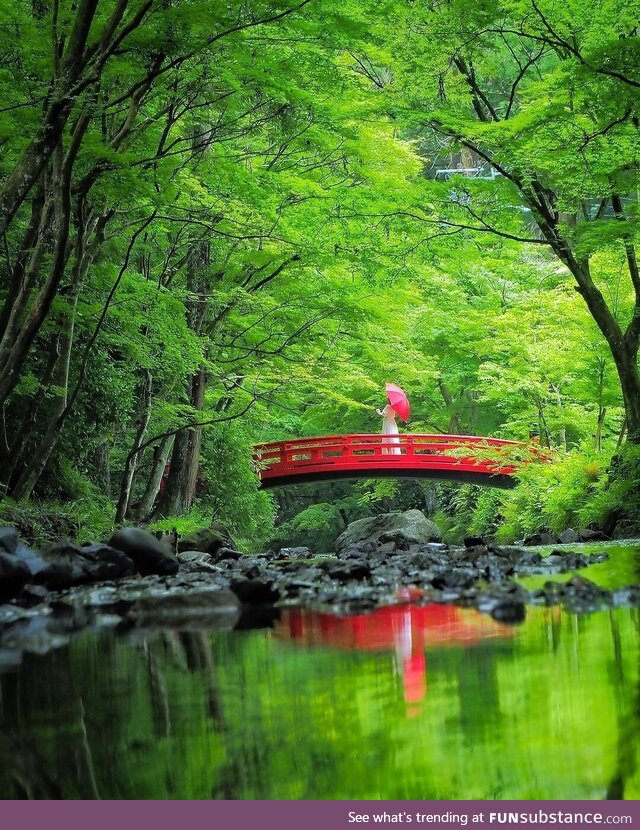 Okuni Shrine in Shizuoka is so green it's almost neon this time of the year