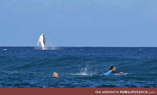 Whale makes surprise appearance during 2024 Paris Olympics surfing competition