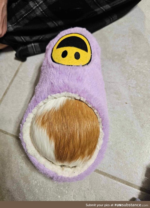 My Guinea pig found her way into my slipper