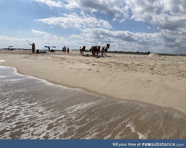 Wild ponies on the beach of Assateague Island, Maryland