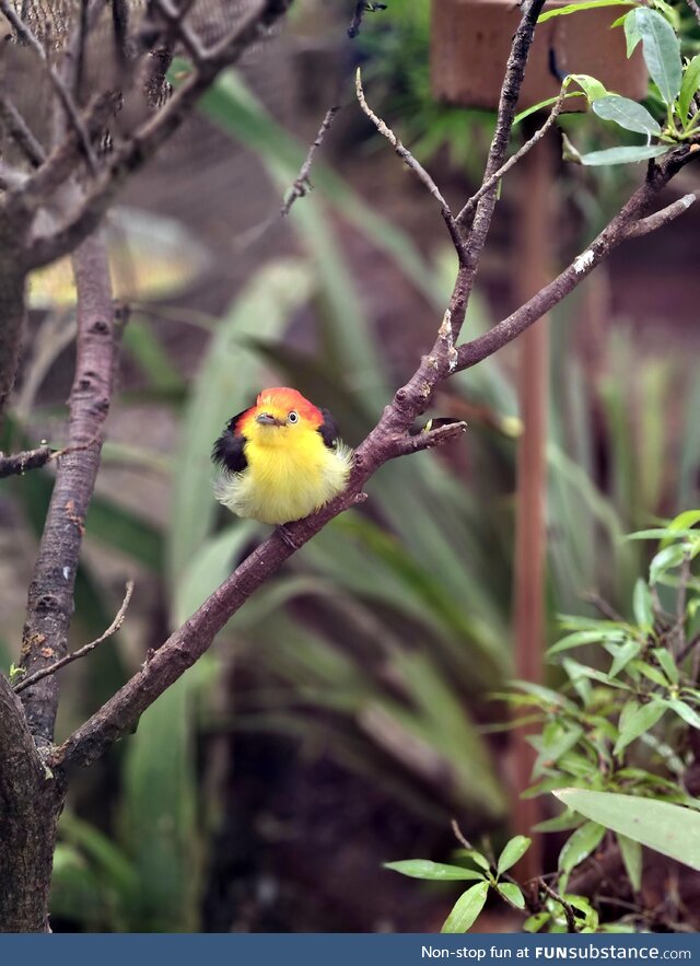 Here is a tiny bird