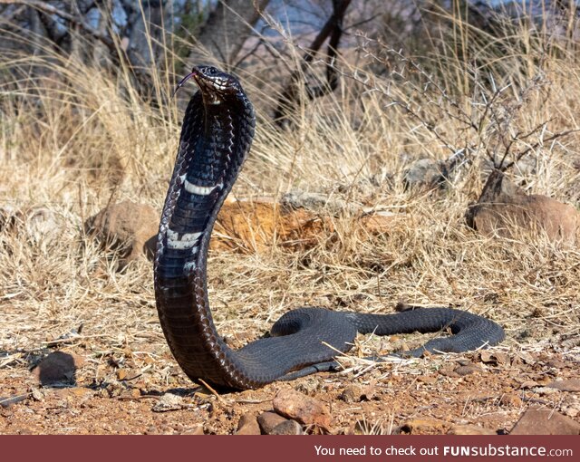 Rinkhals (Hemachatus haemachatus), dangerously venomous