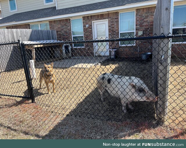 My friends’ new neighbor is such a pig!