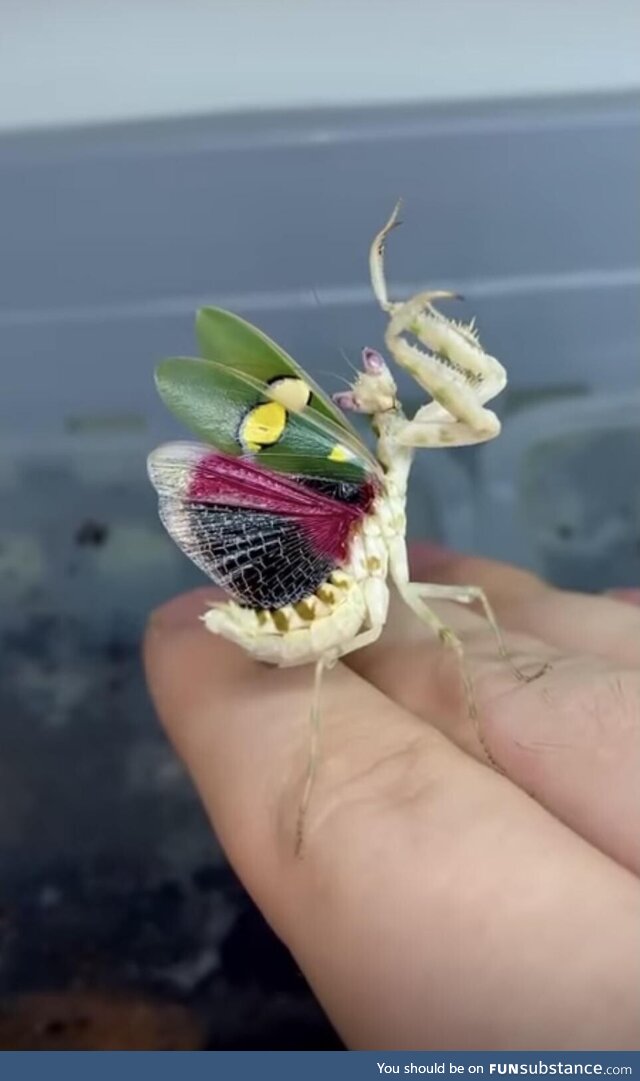 Beautiful flower mantis