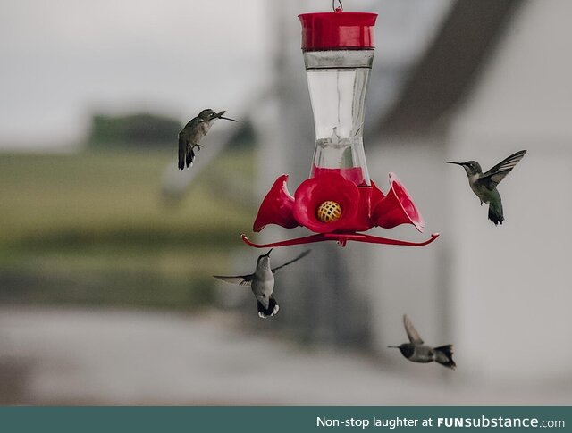 Still one of my favorite pictures I’ve taken. Hummingbirds are so interesting