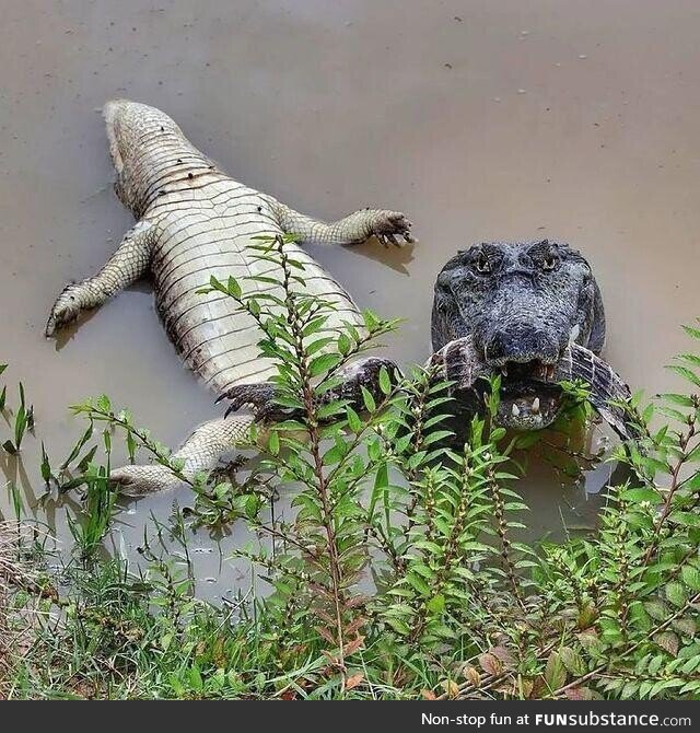 Yacare caiman who is about to feast on its buddy