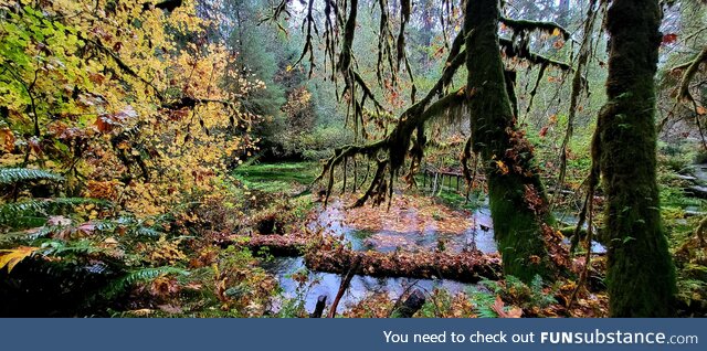 Hoh rain forest, wa