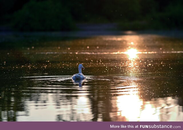 Duck on the water