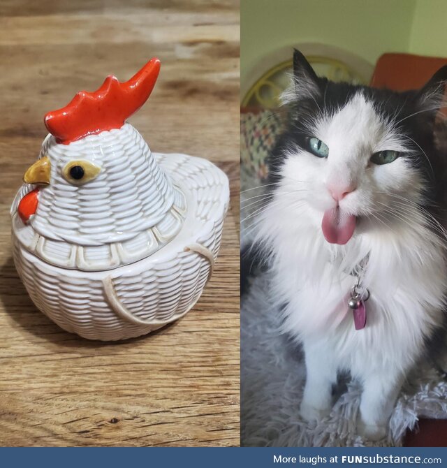 [OC] Chicken lost her battle with cancer two weeks ago. Today, her urn was delivered