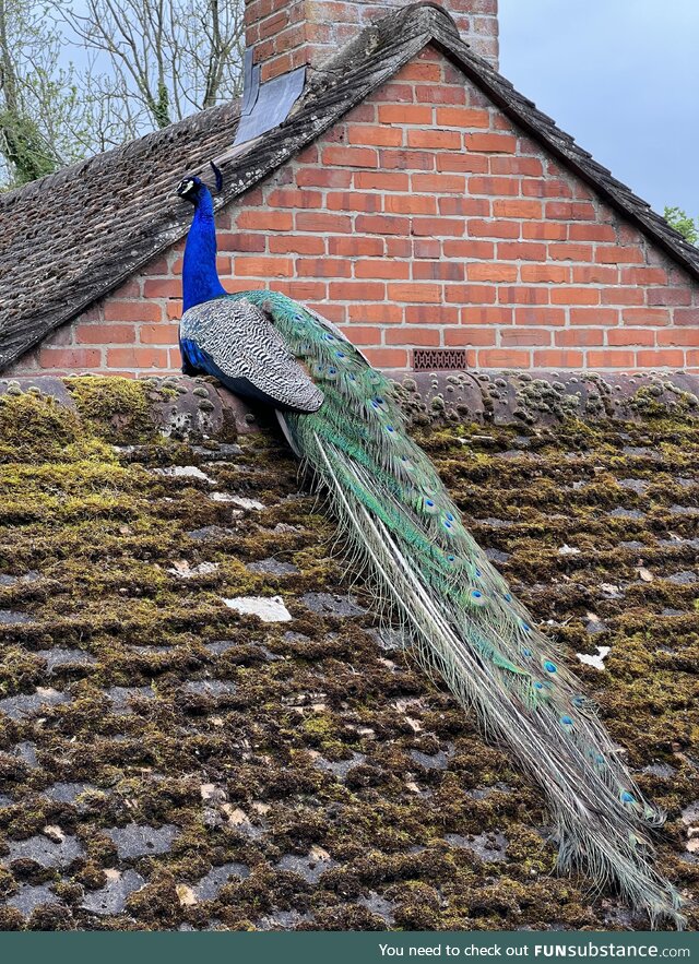 Peacock landed on the roof next to our house