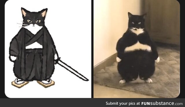 Samurai cat