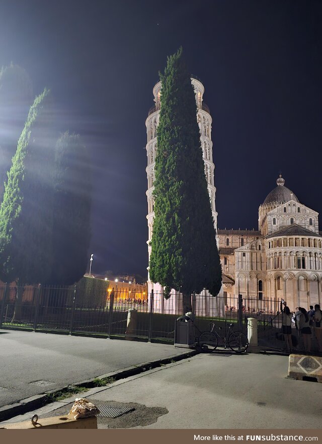 The leaning tree of Pisa