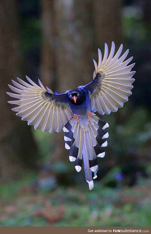 Taiwan blue magpie