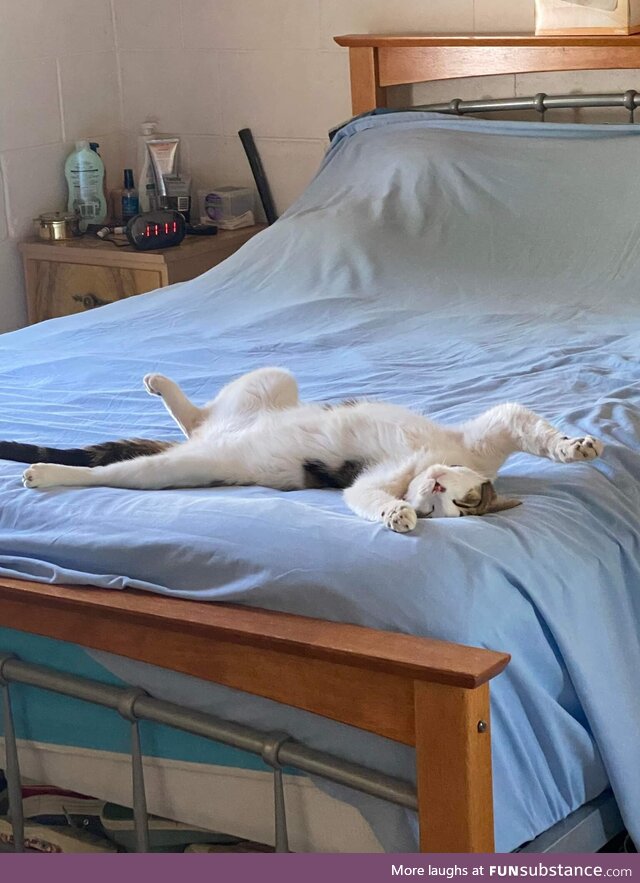 My cat loves sleeping on my parents bed