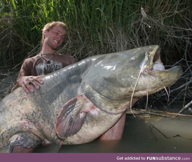 This is how big catfish can get