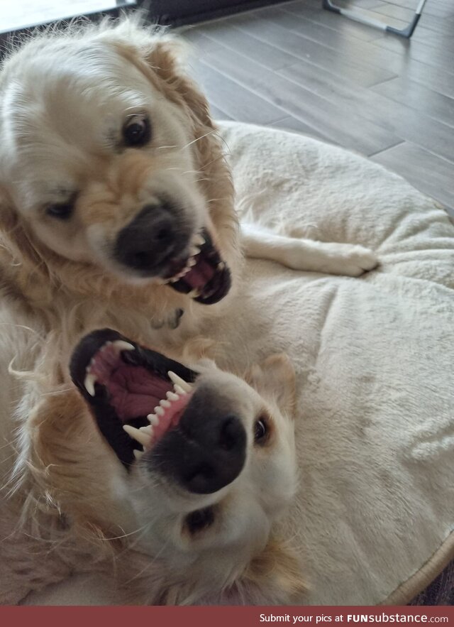 The happy and graceful face of the Golden Retriever