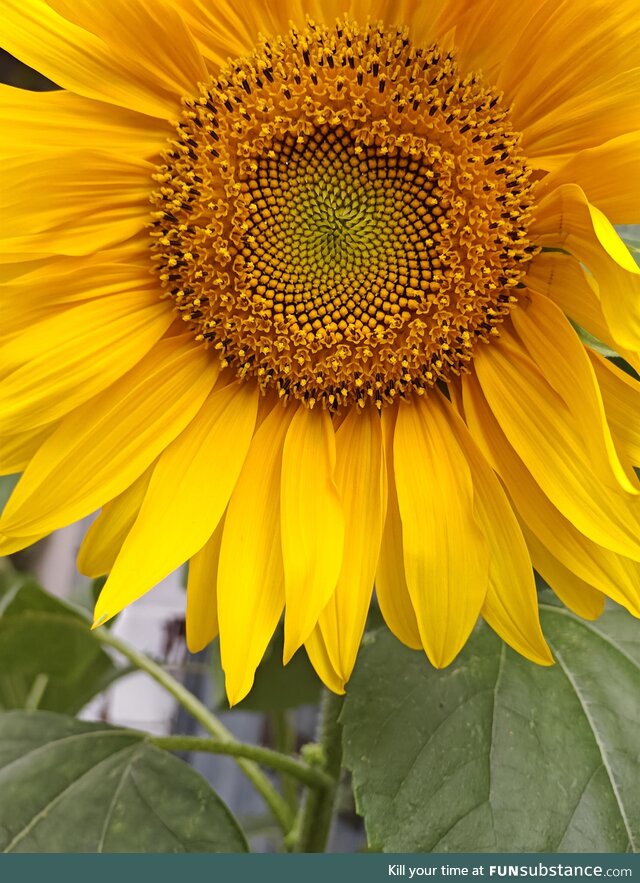 Sunflower in portret